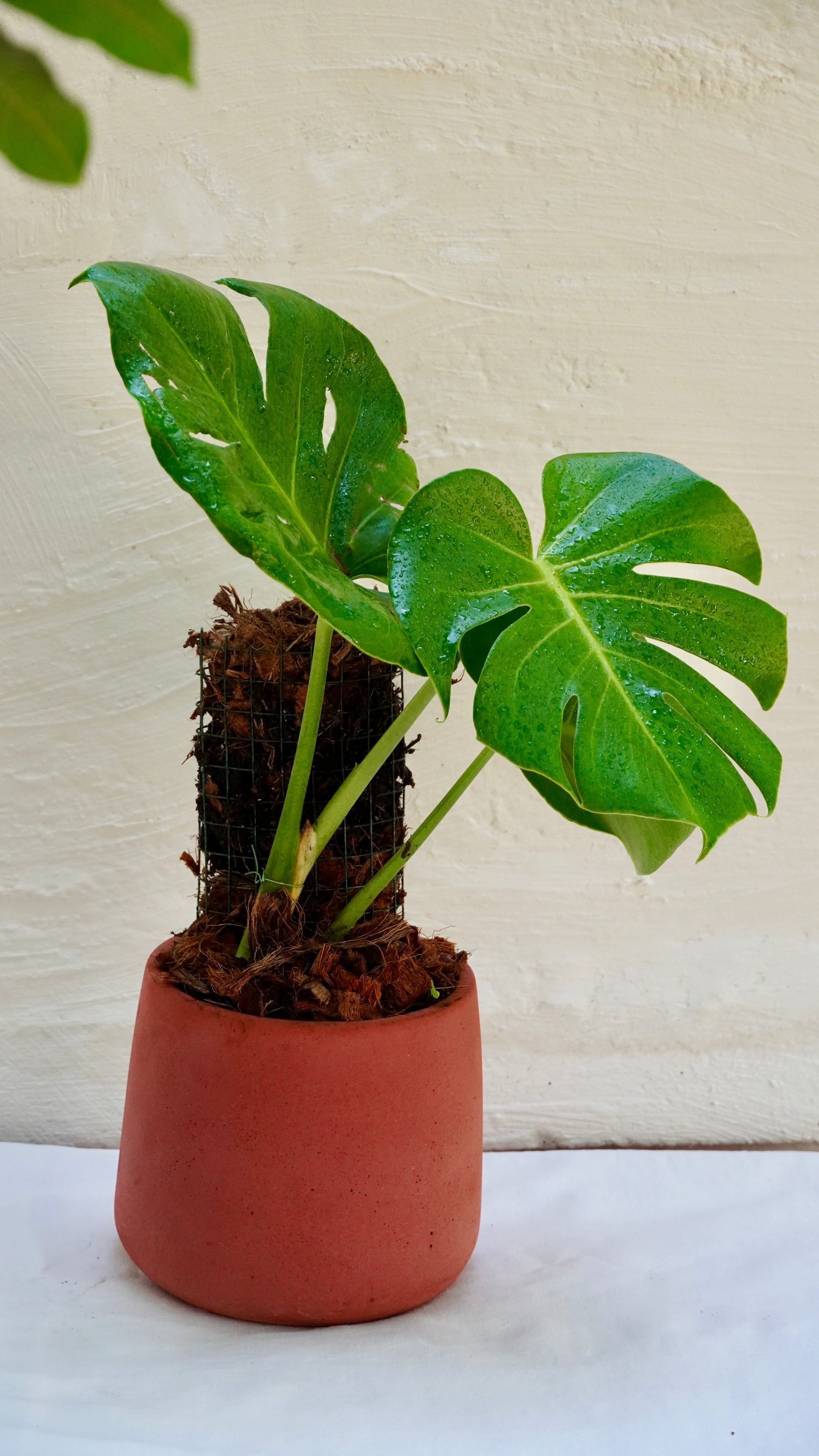 Monstera deliciosa
