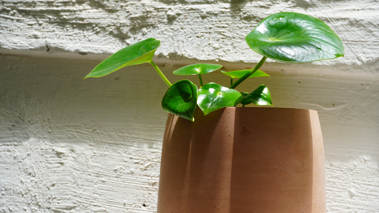 Peperomia Raindrop