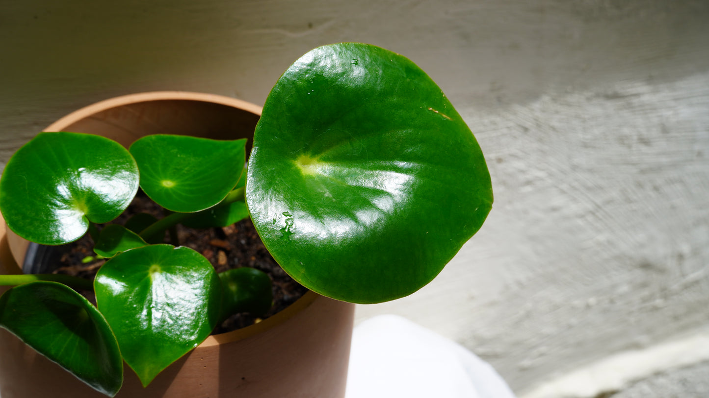 Peperomia Raindrop
