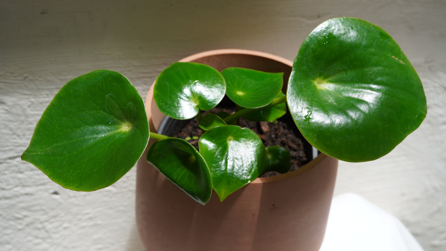 Peperomia Raindrop