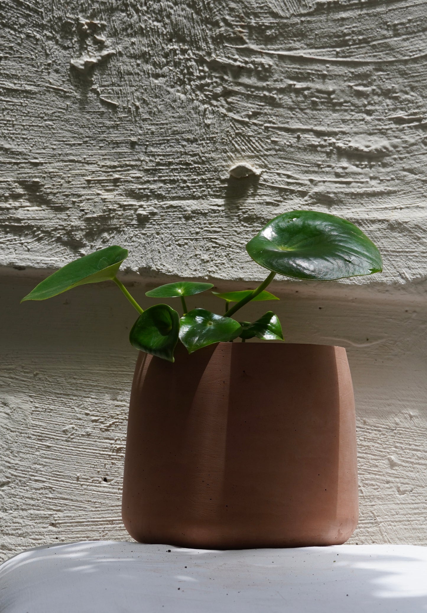 Peperomia Raindrop