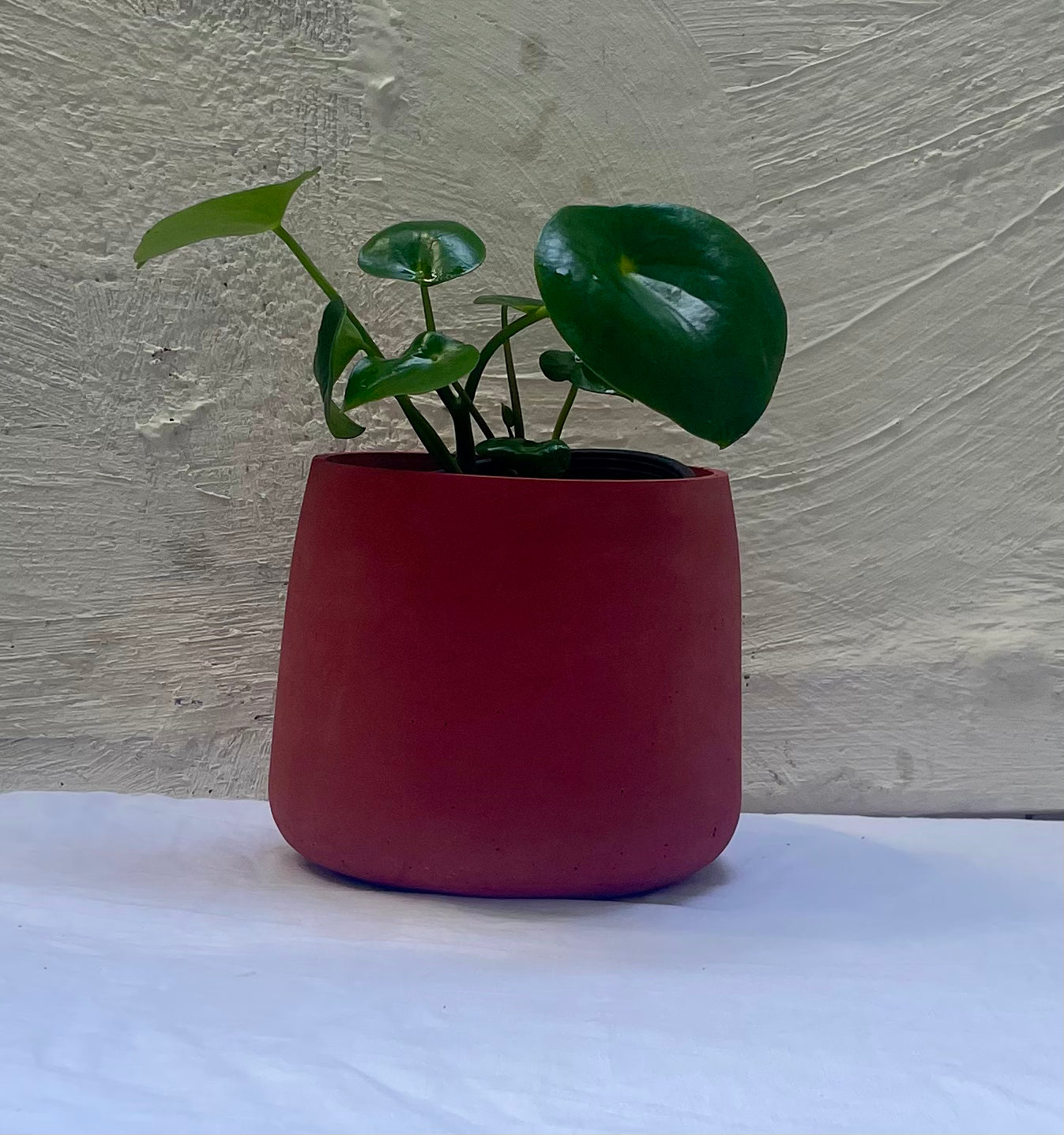 Peperomia Raindrop