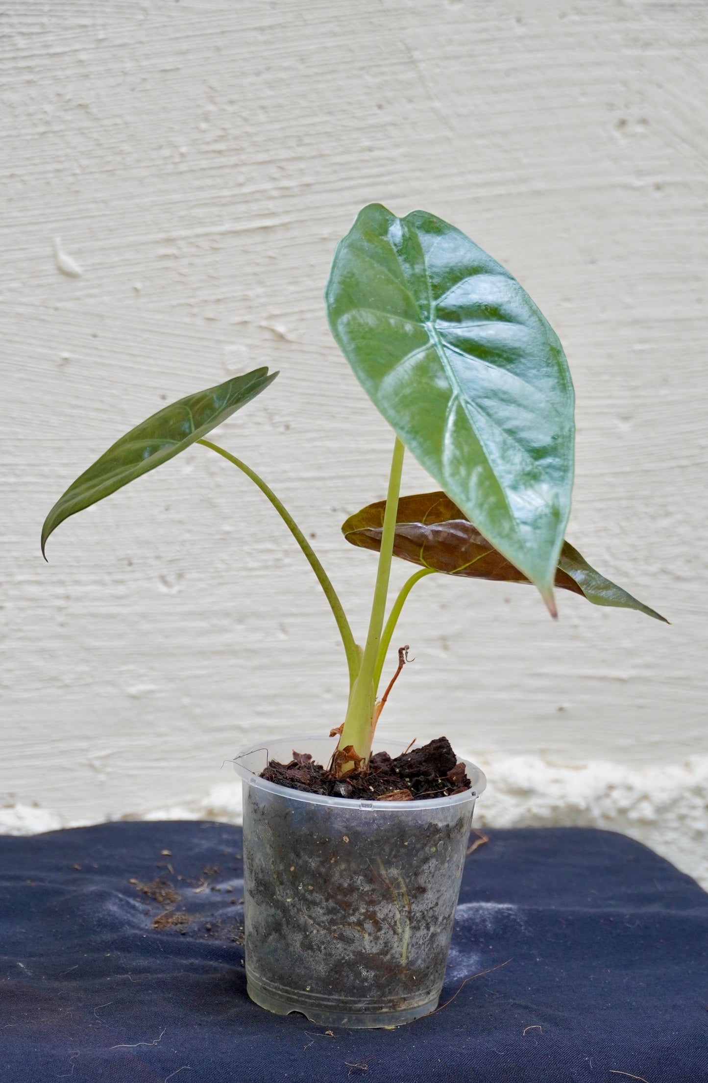 Alocasia wentii
