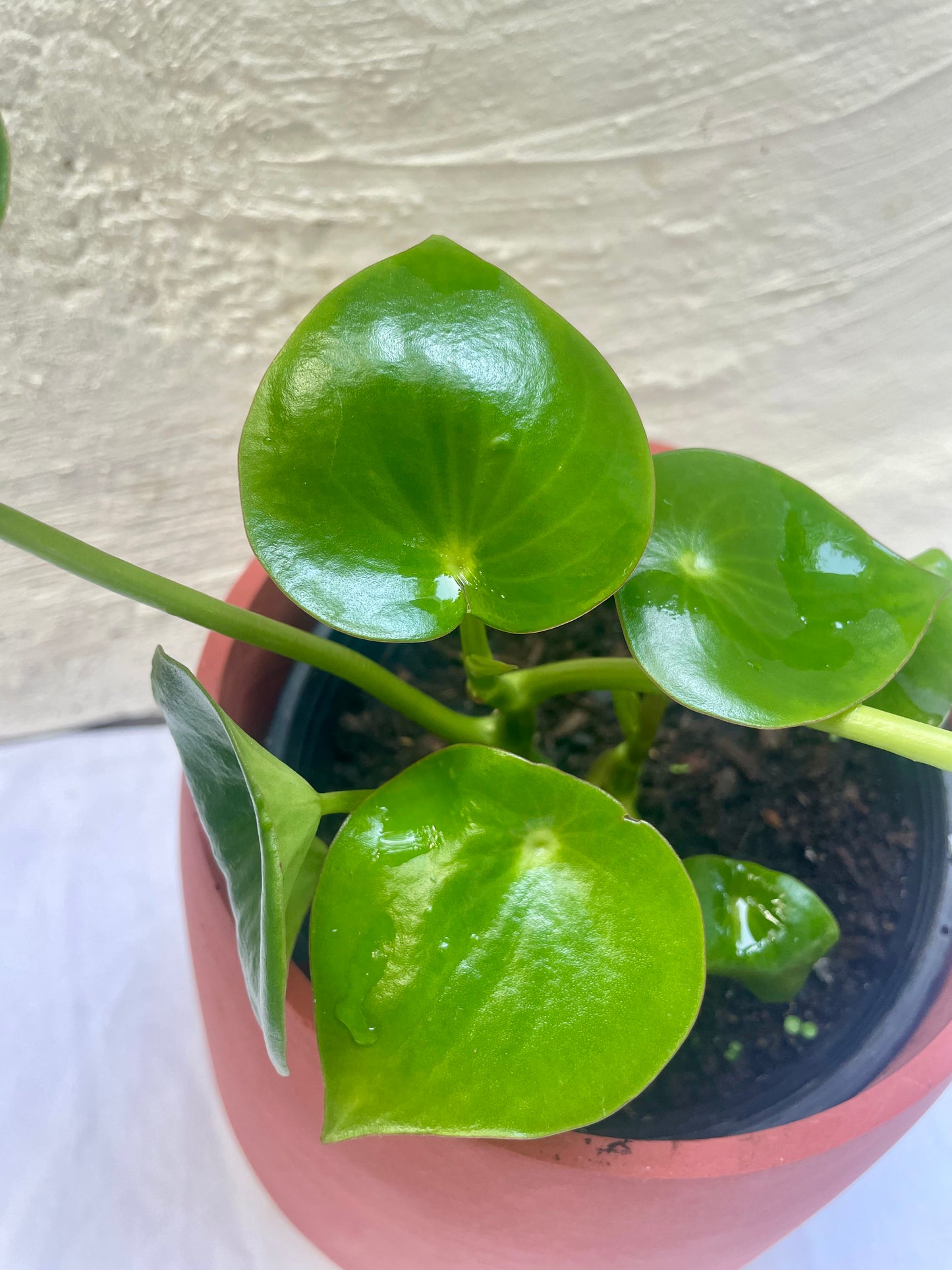 Peperomia Raindrop