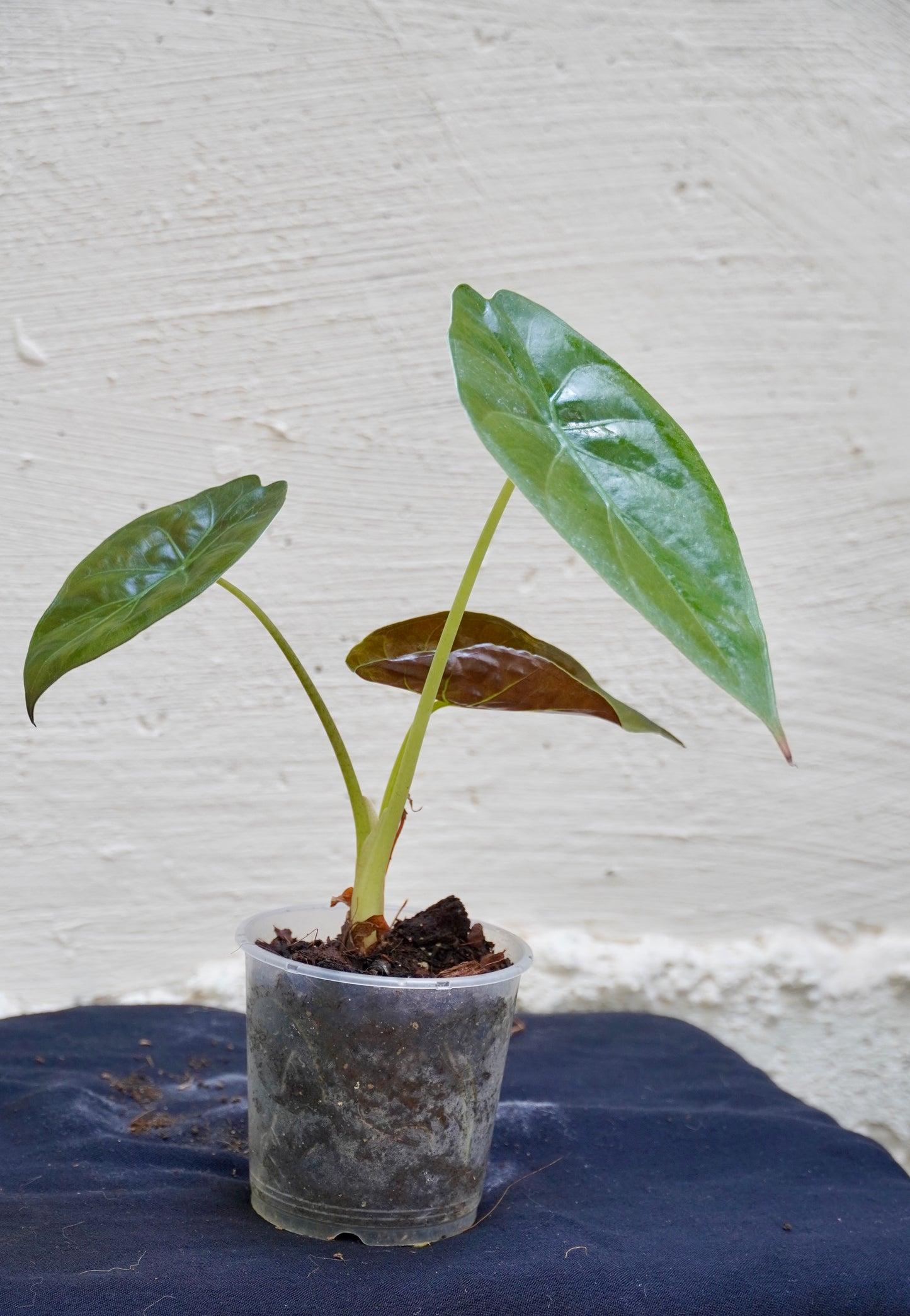 Alocasia wentii