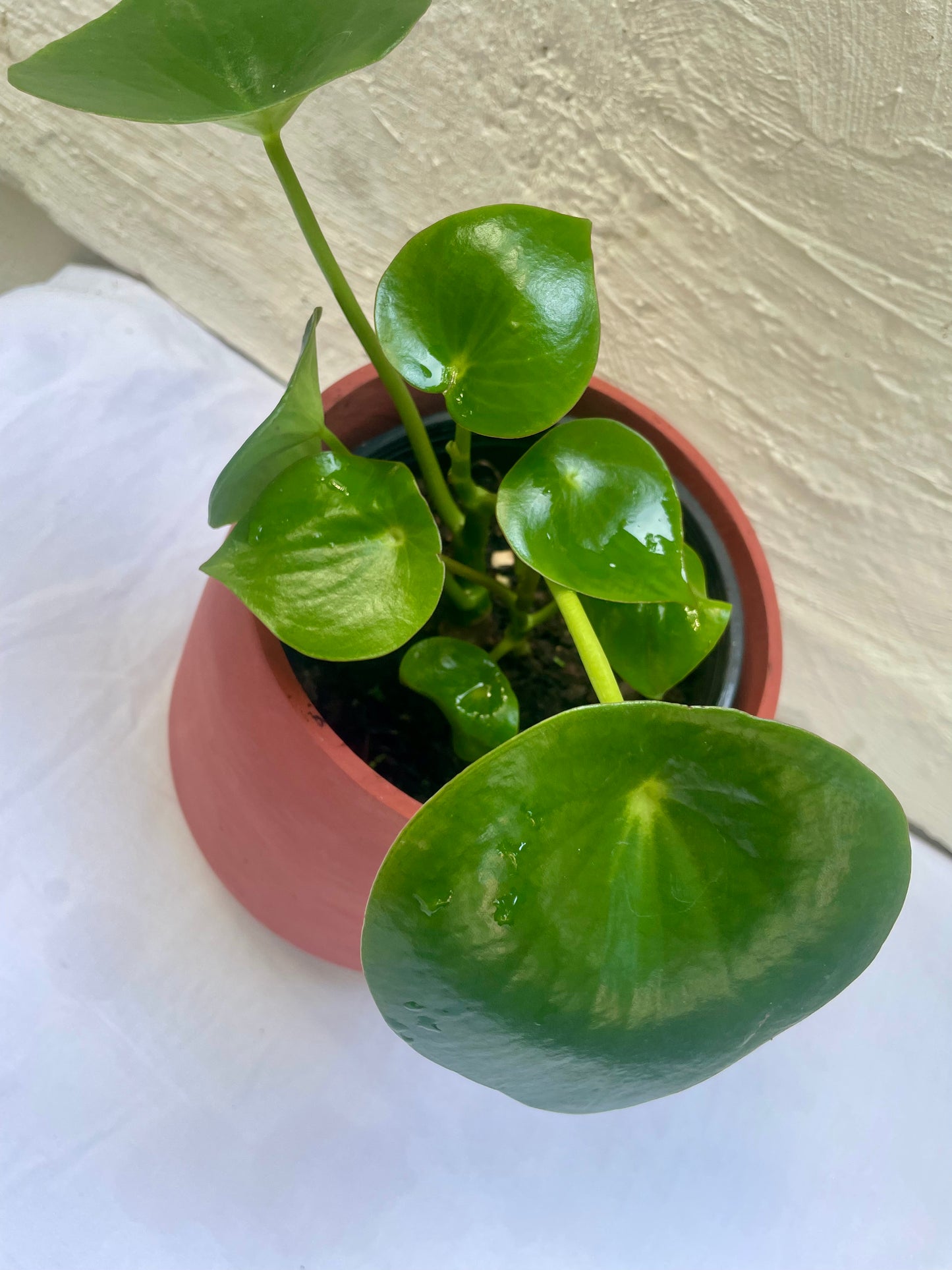Peperomia Raindrop
