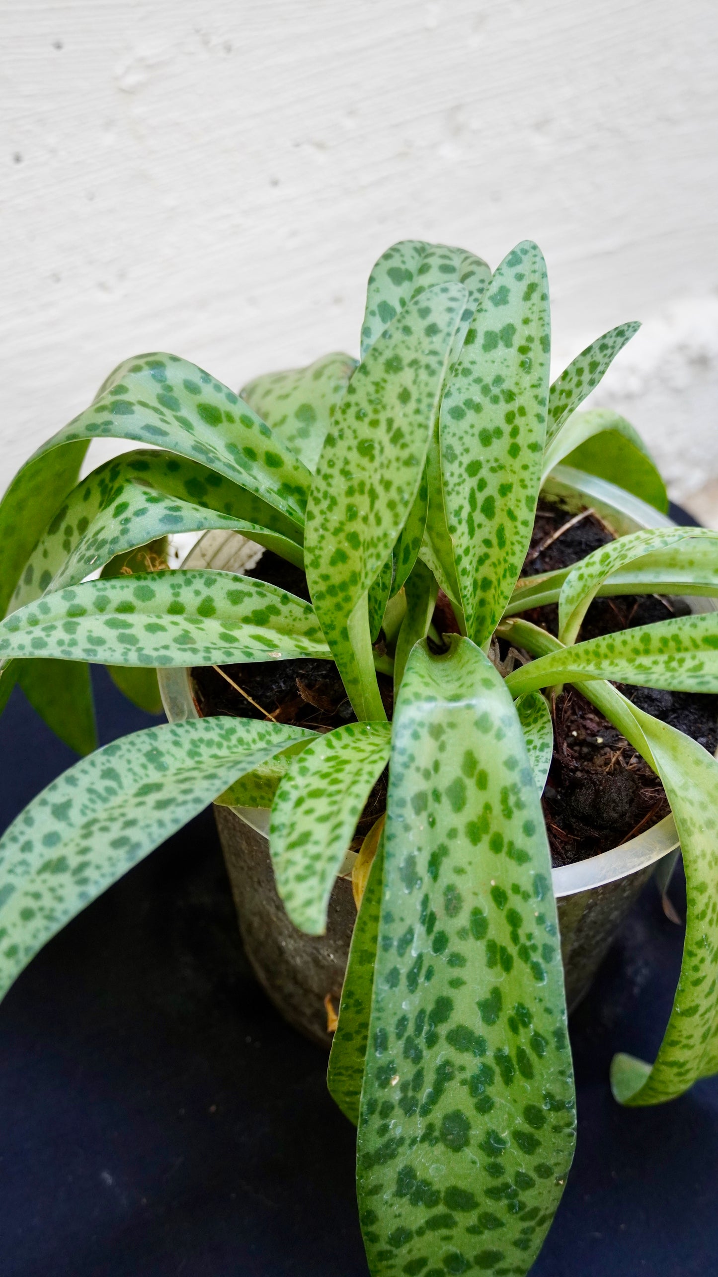 Scilla violacea