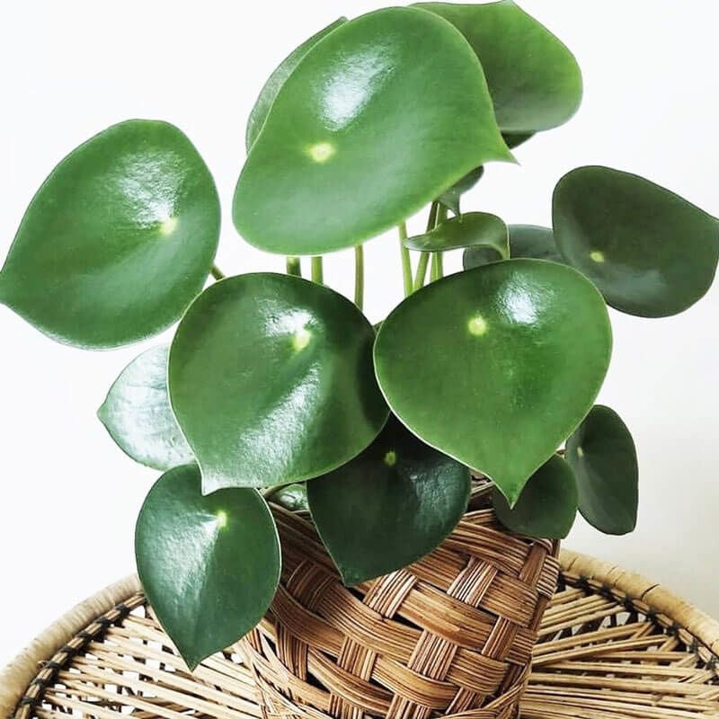 Peperomia Raindrop