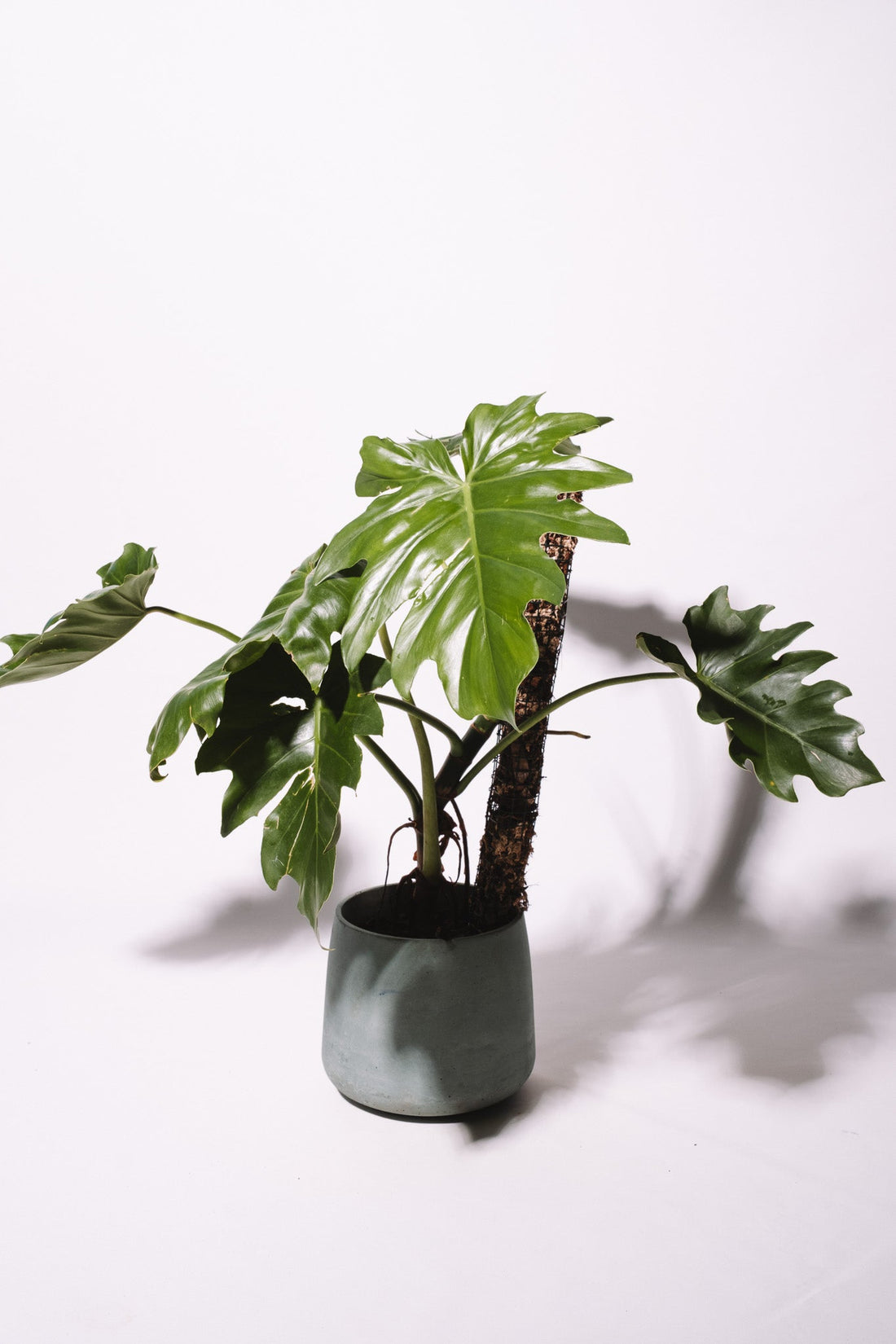 Plantes d’intérieur : chaleur, feuilles jaunes, arrosage et parasites