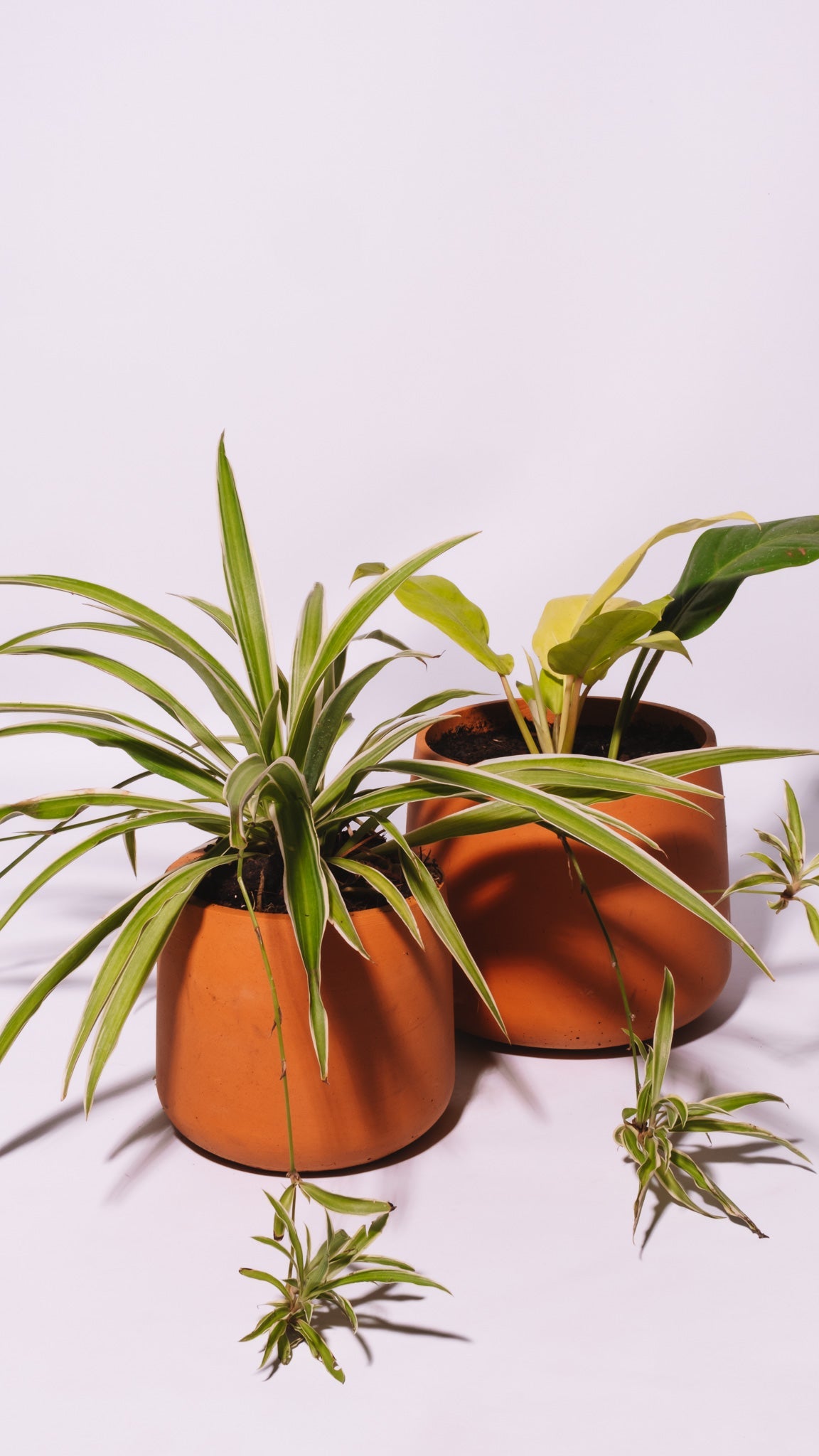 Les Plantes