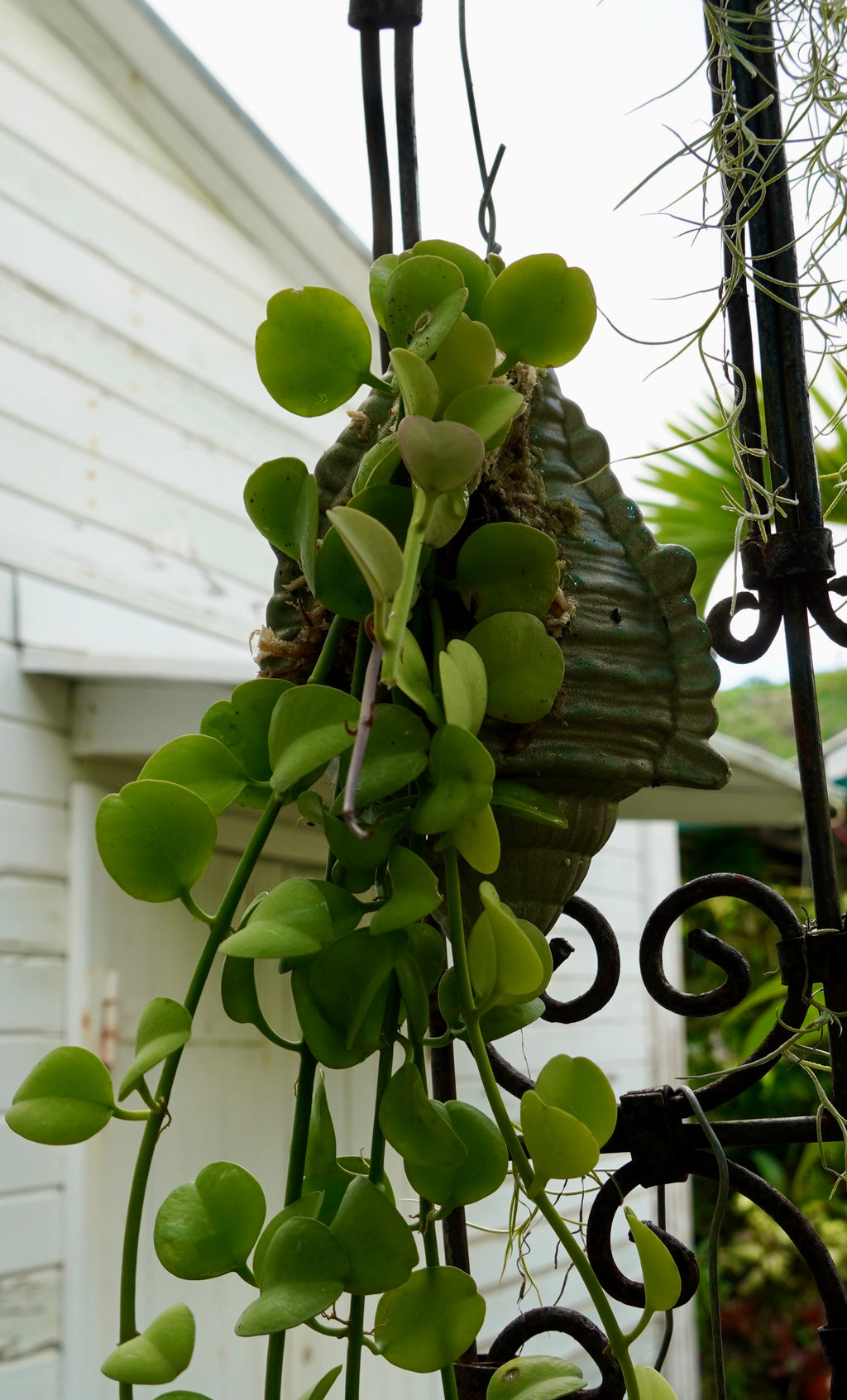 Dischidia oiantha Green