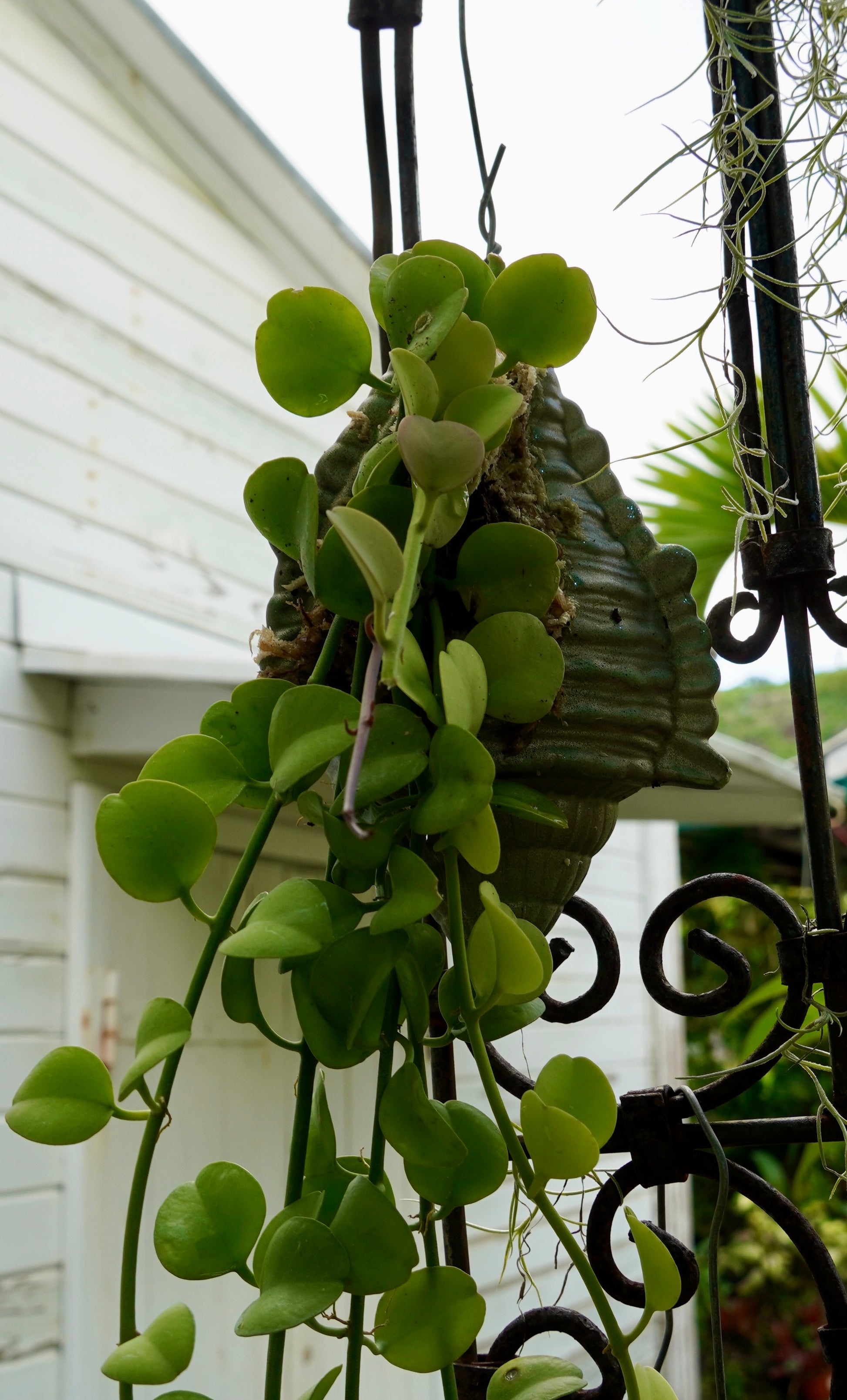Dischidia oiantha Green