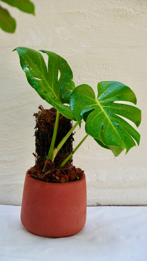 Monstera deliciosa