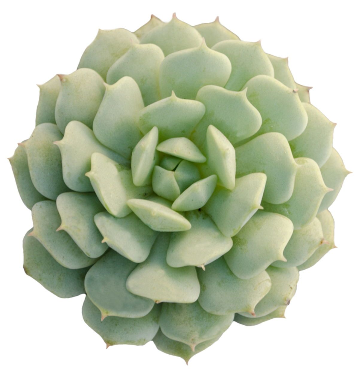 Echeveria