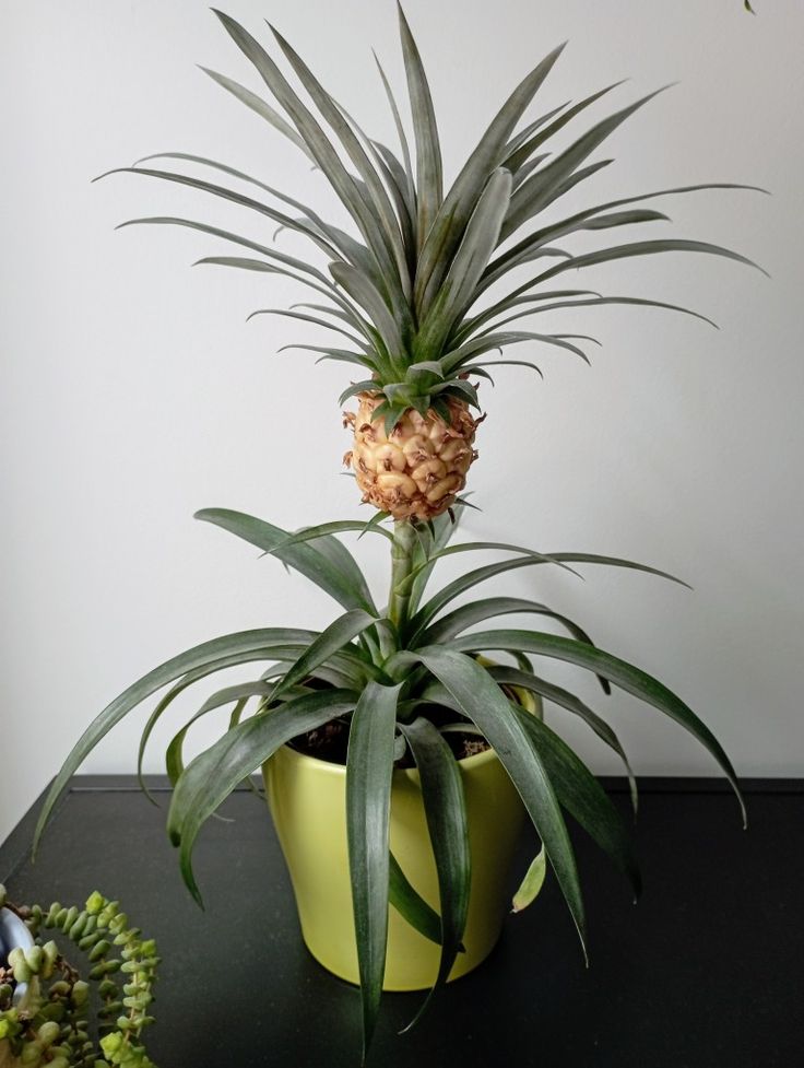 Ananas