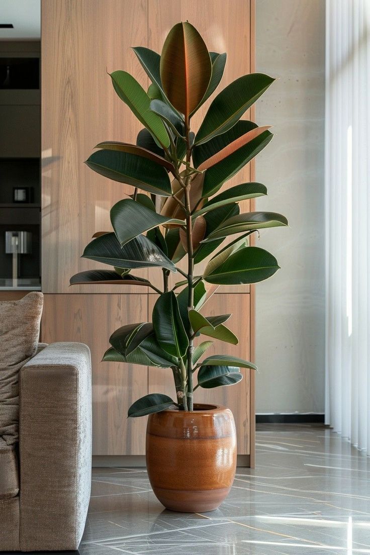 Ficus Elastica