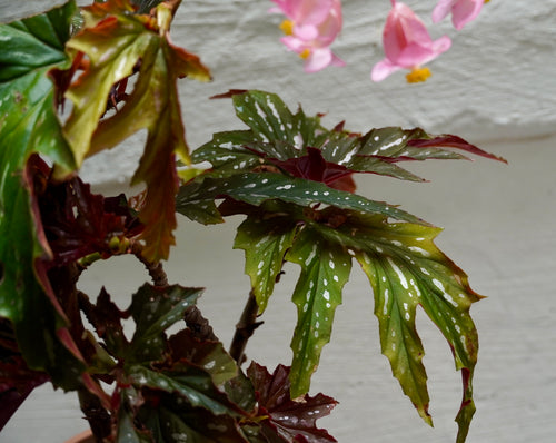 Bégonia aconitifolia : Élégance et délicatesse du Brésil