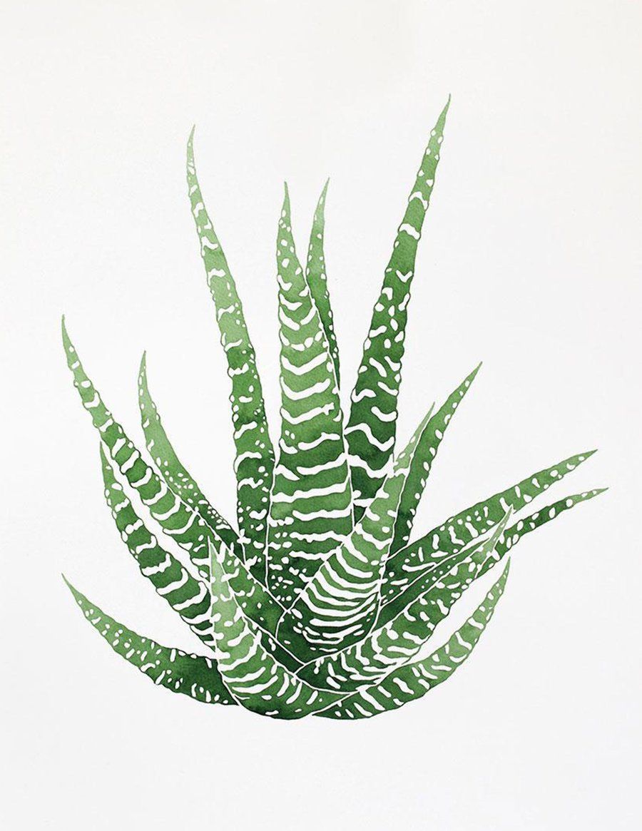 Haworthia