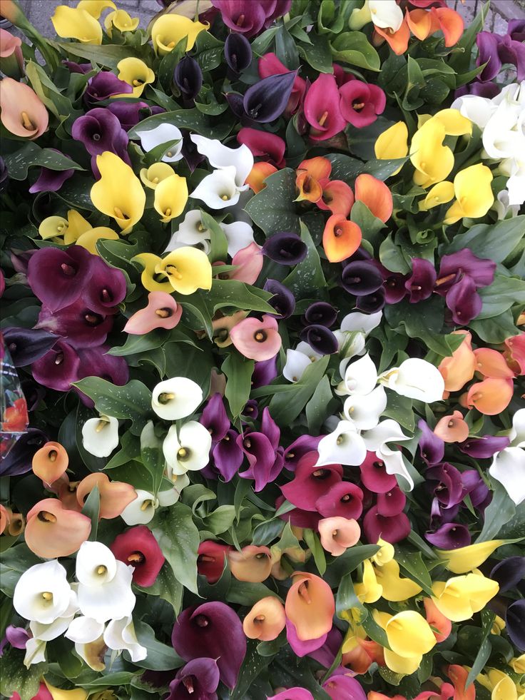 Arum coloré — Zantedeschia