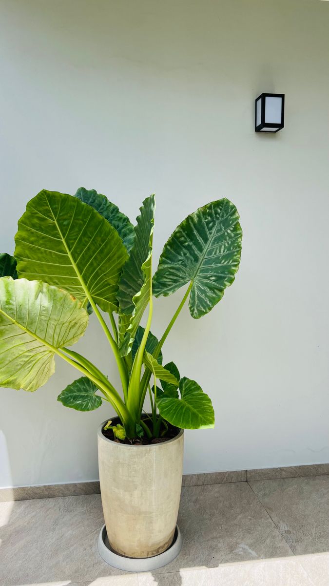 Alocasia macrorrhiza — Oreille d’éléphant