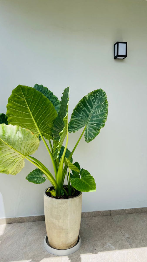 Alocasia macrorrhiza — Oreille d’éléphant
