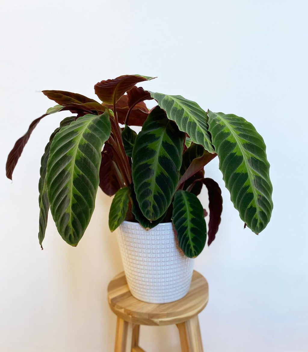 Calathea Veitchiana
