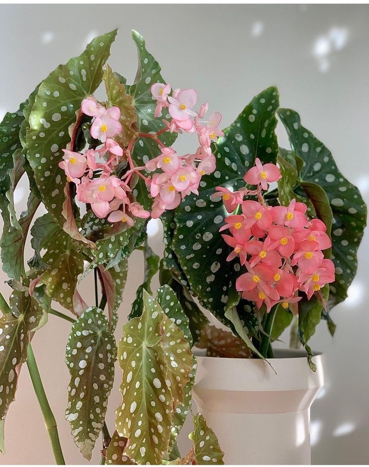 Bégonia maculata Barbara Hamilton – Bégonia bambou à pois blancs