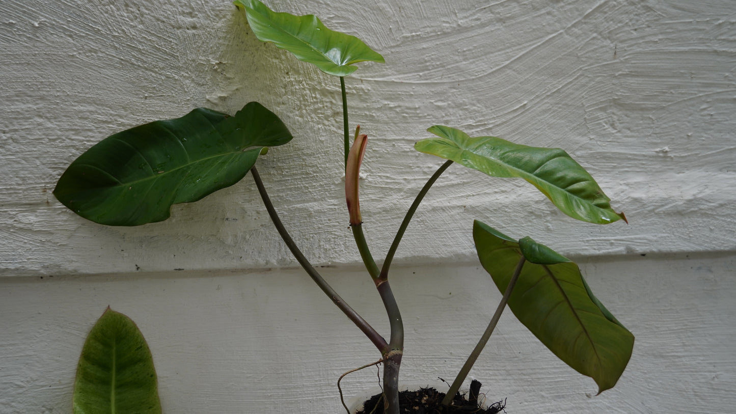 Philodendron erubescens 30cm