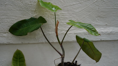 Philodendron erubescens 30cm