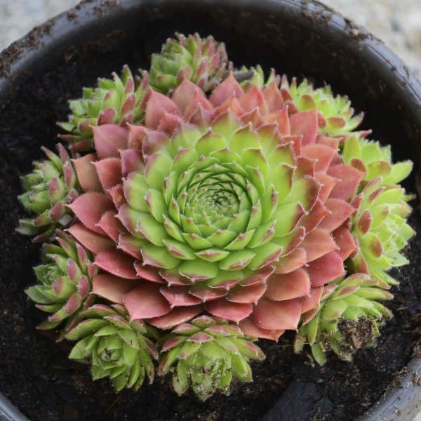 Sempervivum