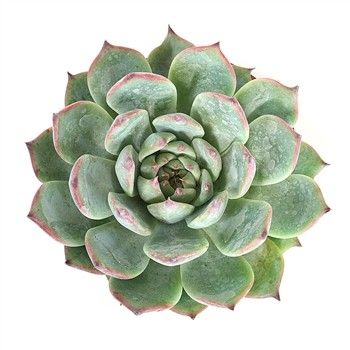 Echeveria