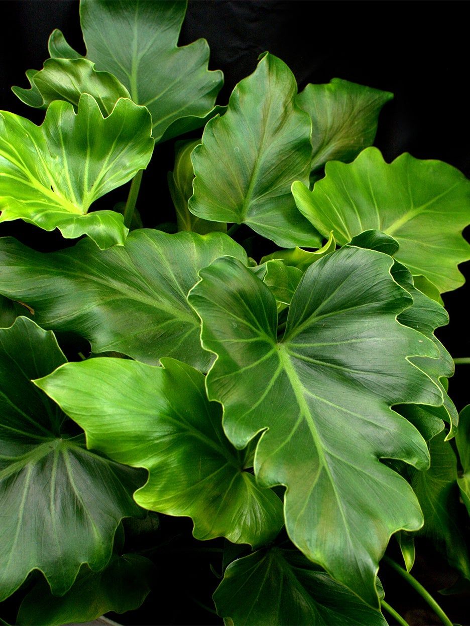 Philodendrons (variétés diverses)
