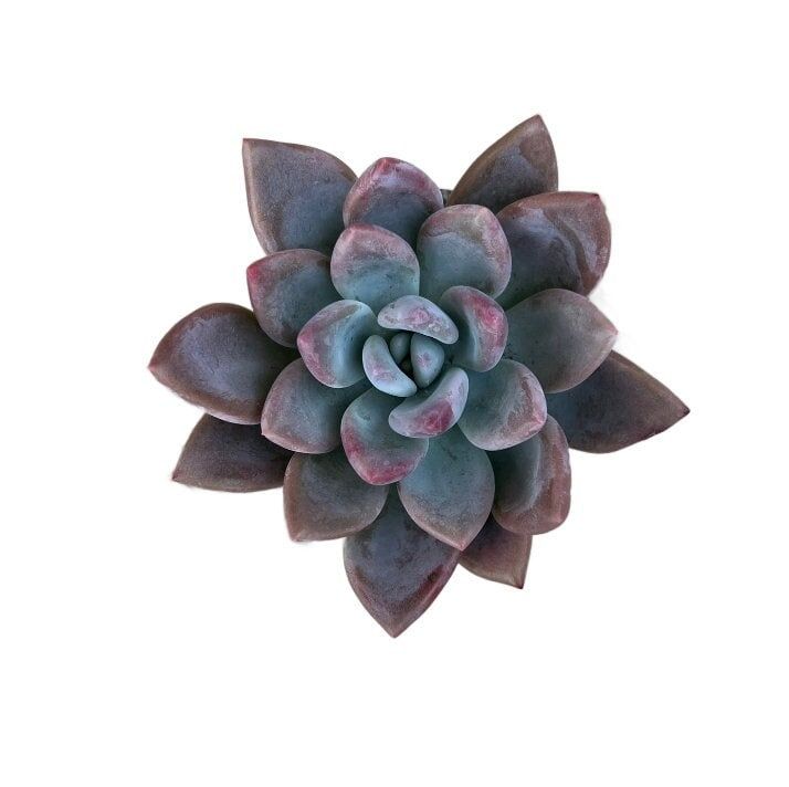 Graptoveria