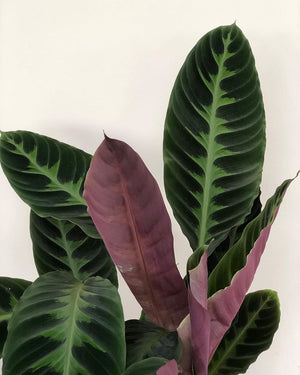 Calathea Veitchiana