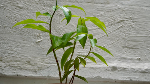 Canne d’Inde Costus Barbatus