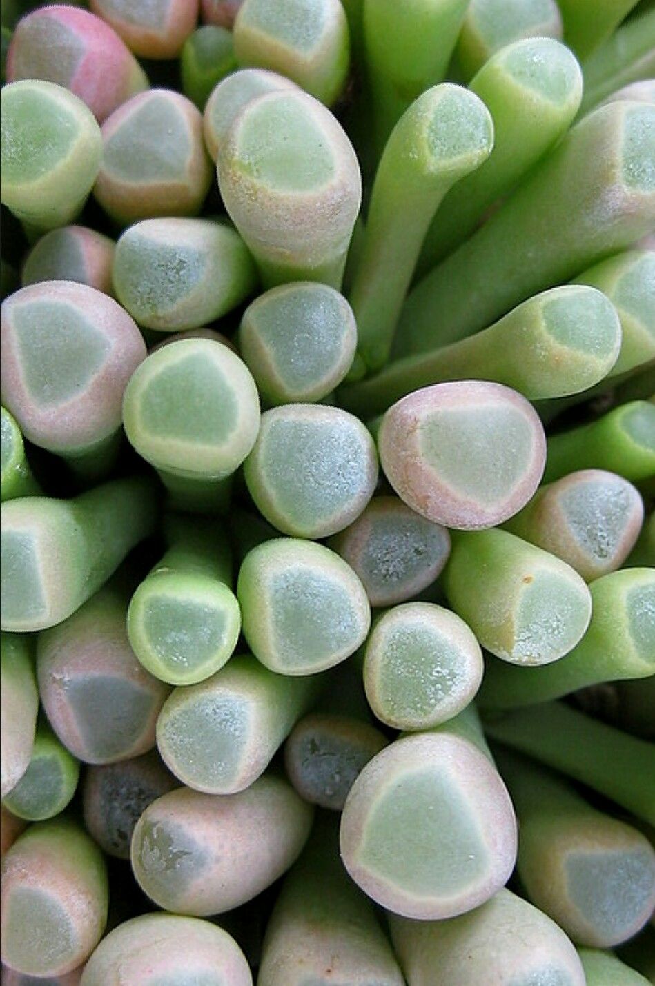Fenestraria