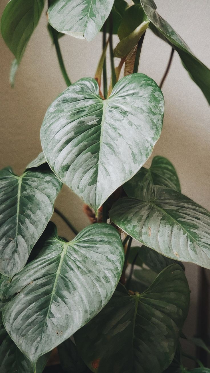 Philodendron Sodiroi