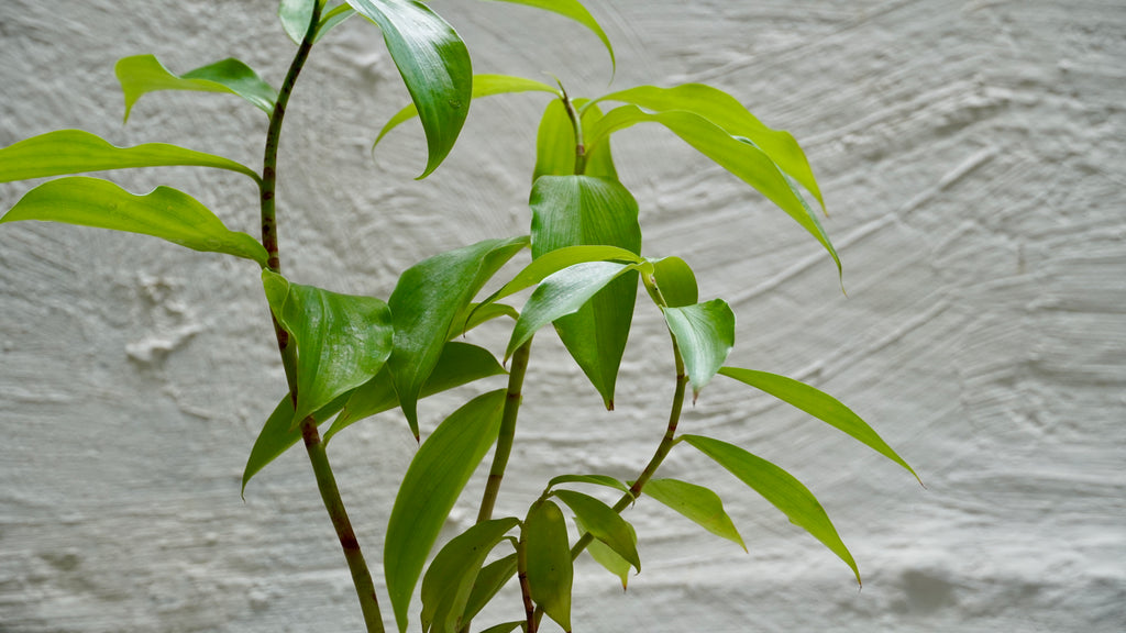 Canne d’Inde Costus Barbatus