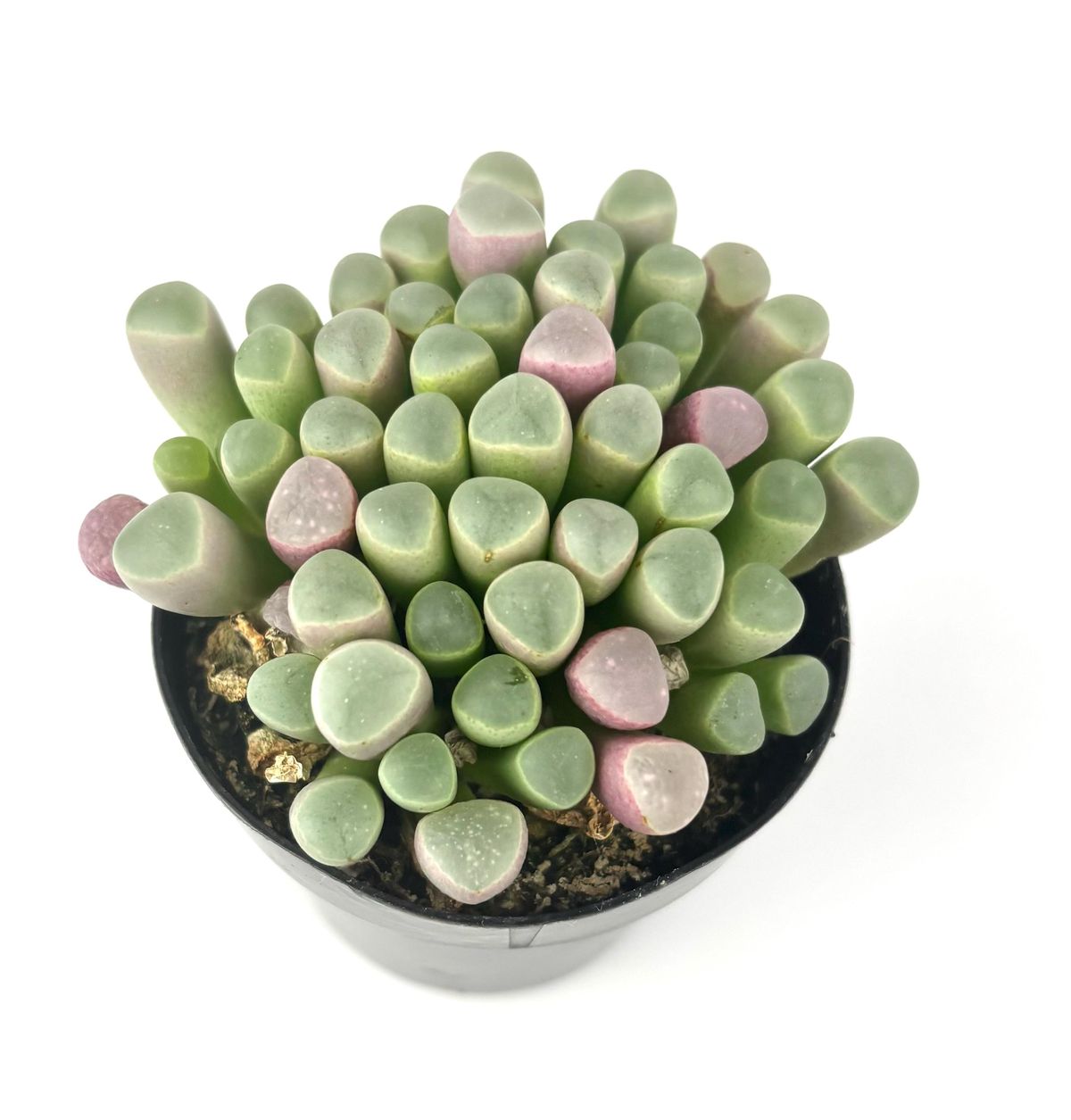 Fenestraria