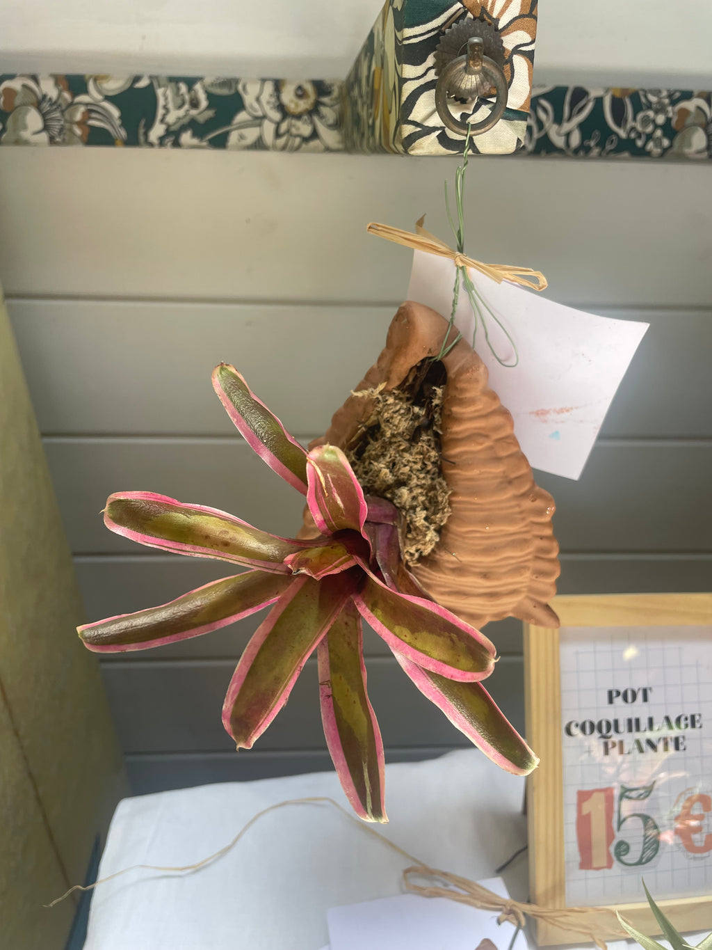 Coquillage et Broméliacée