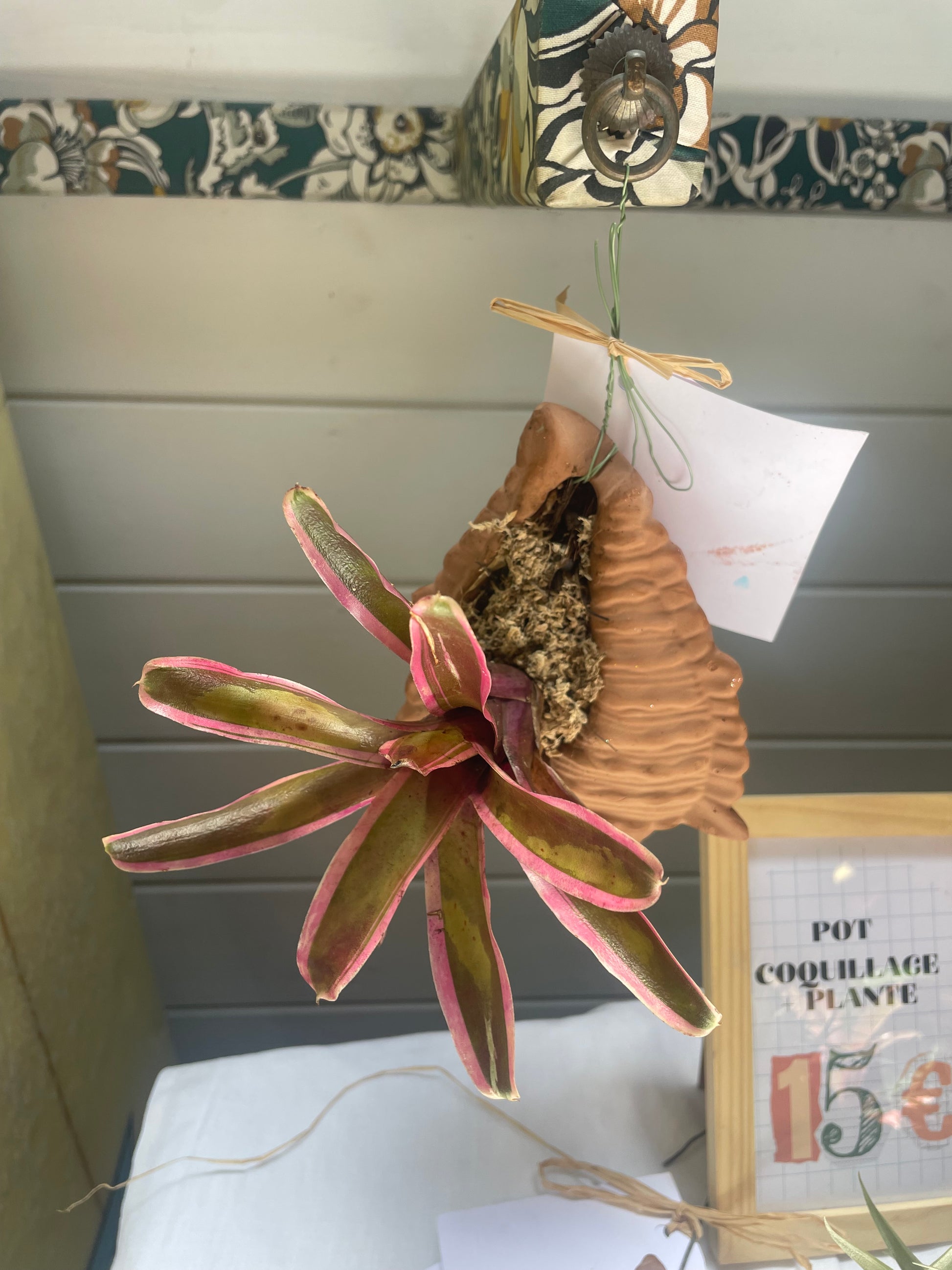 Coquillage et Broméliacée