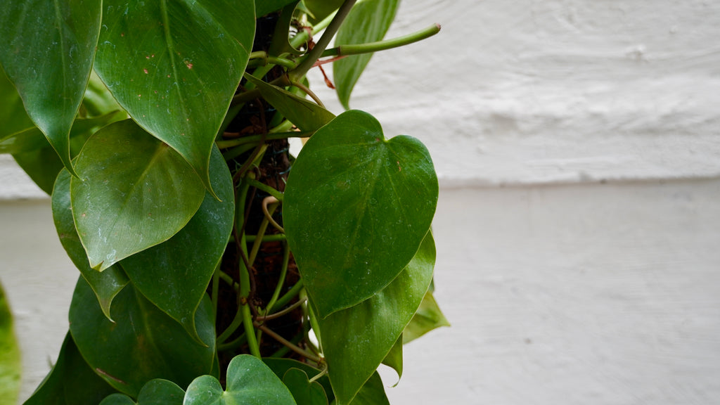 Philodendron Brasil 30cm