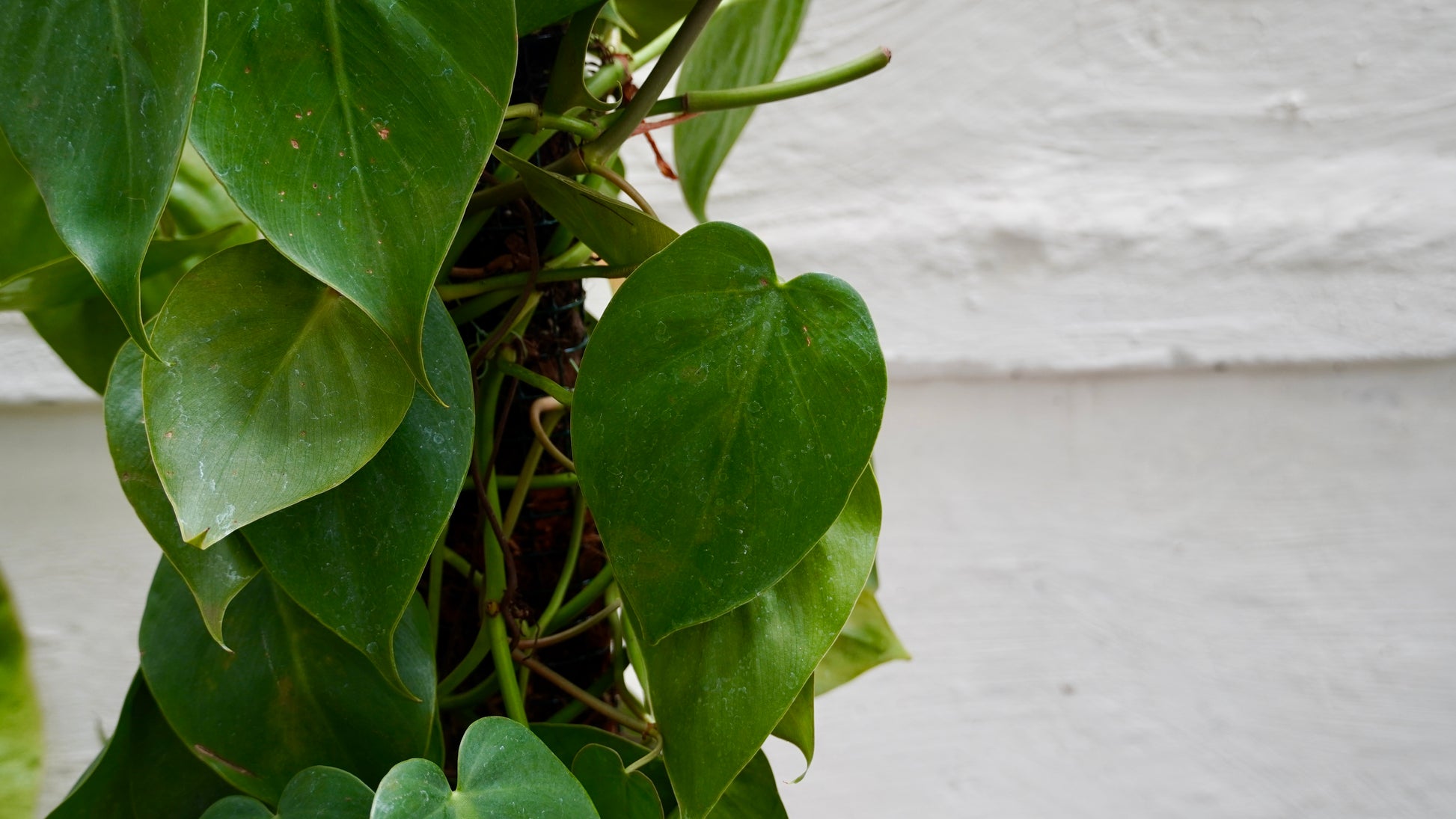 Philodendron Brasil 30cm