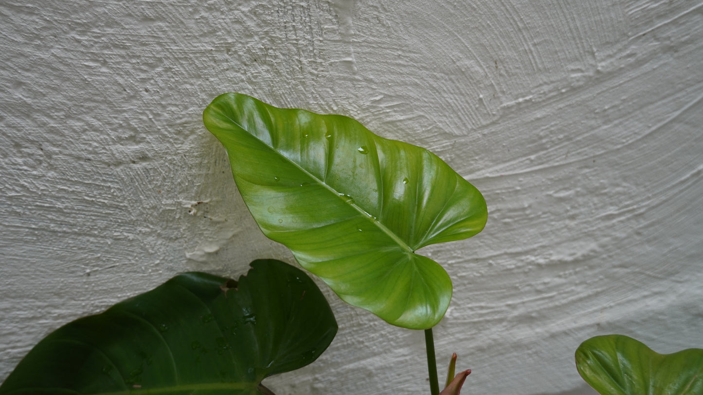 Philodendron erubescens 30cm