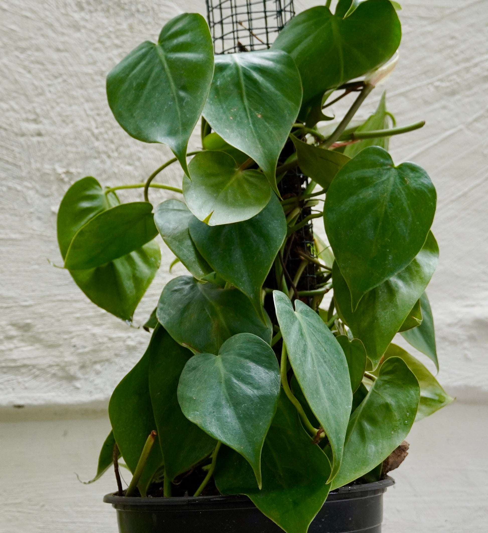 Philodendron Brasil 30cm