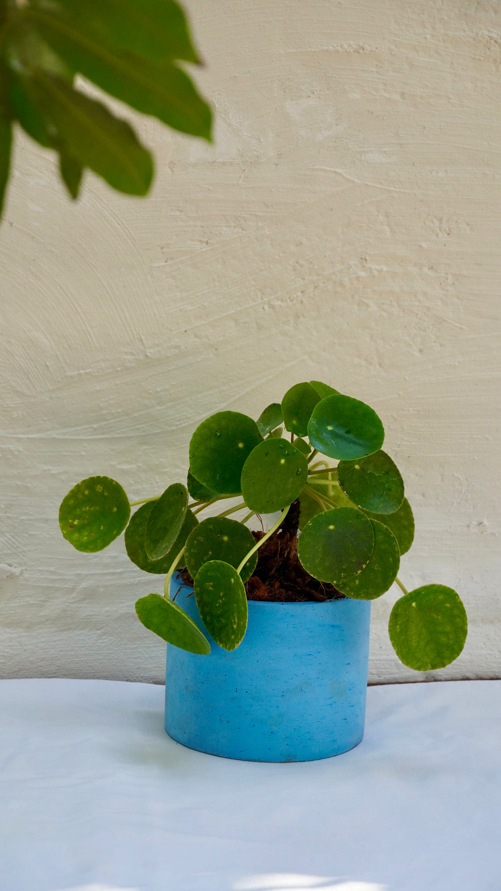 Pilea