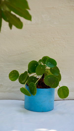 Pilea