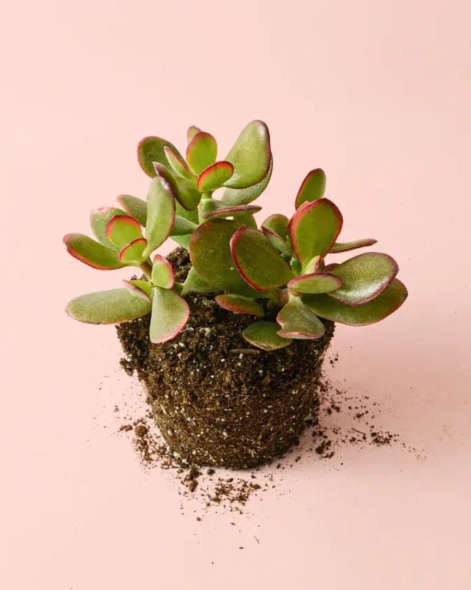 Crassula ovata (plante de jade)