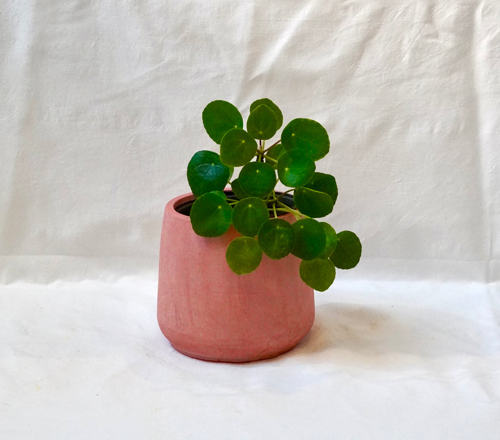 Pilea