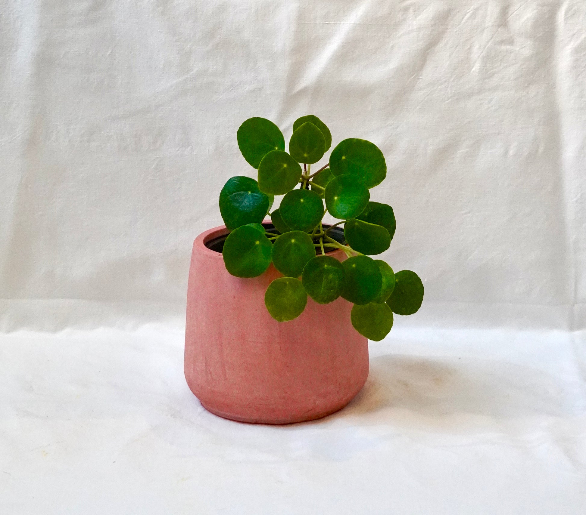 Pilea